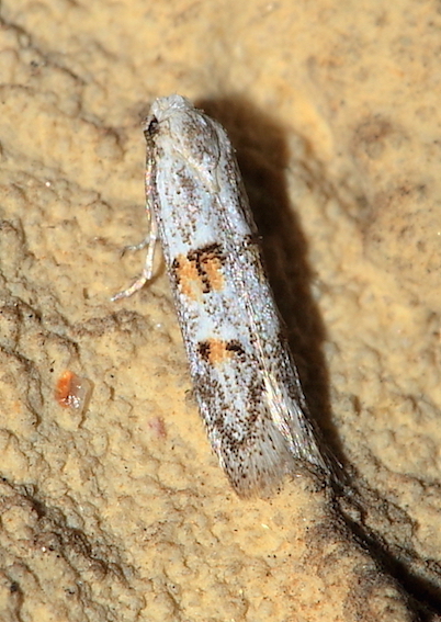 Aiuto id. Micro - Symmocoides oxybiellus